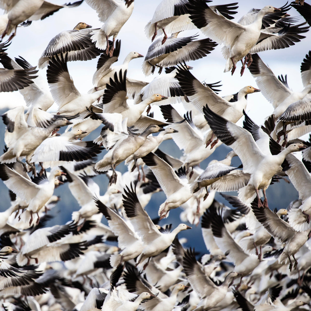 Where to see the Snow Geese in Skagit Valley