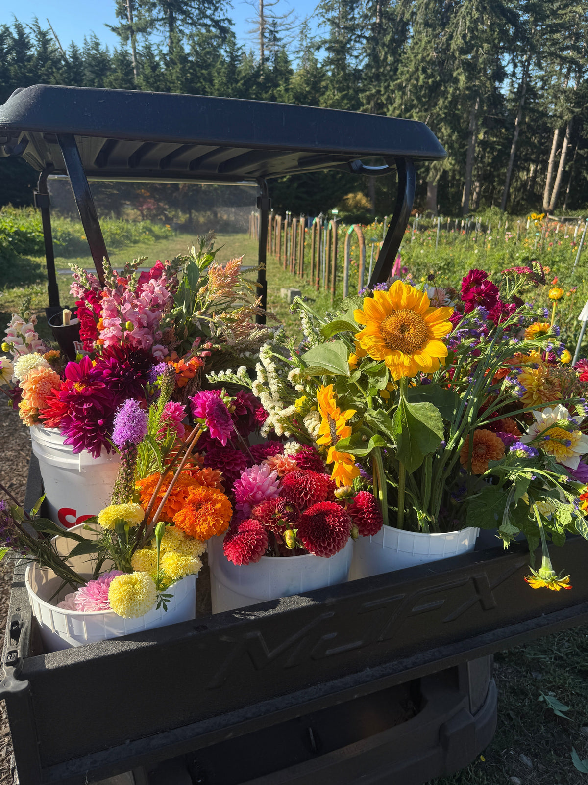What Growing a Cut-Flower Garden Has Taught Me