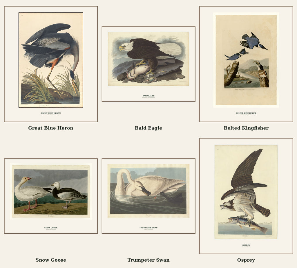 Vintage Birds of the Pacific Northwest – Printable Wall Art Collection