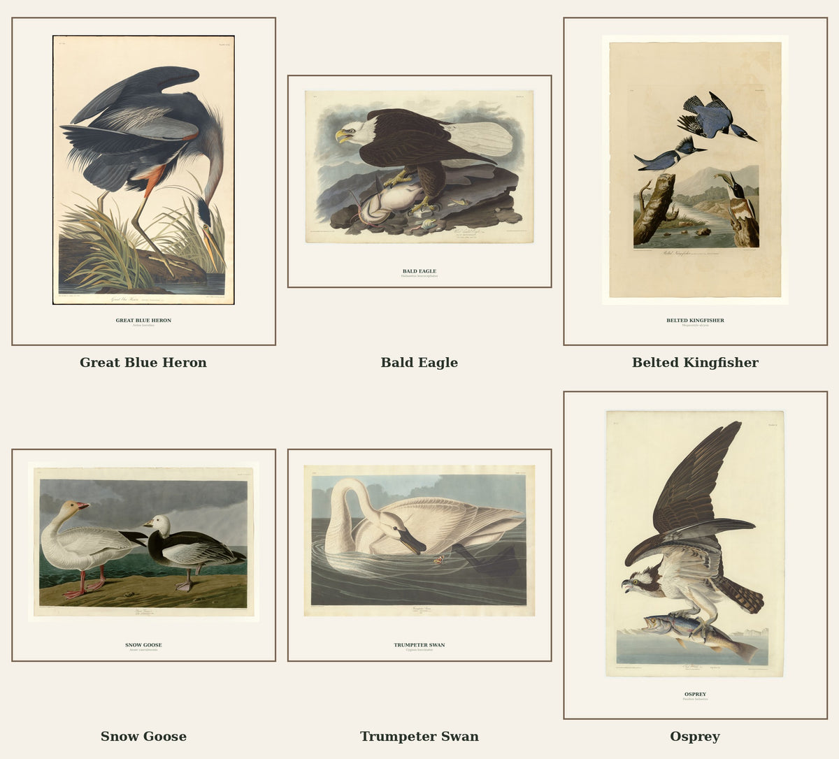 Vintage Birds of the Pacific Northwest – Printable Wall Art Collection
