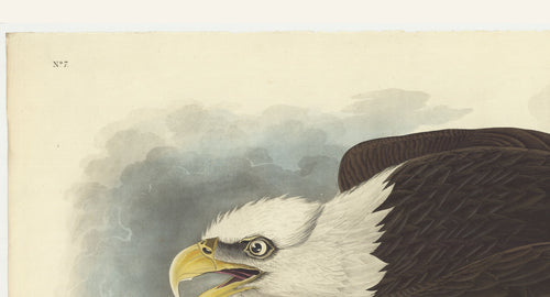 Vintage Birds of the Pacific Northwest – Printable Wall Art Collection