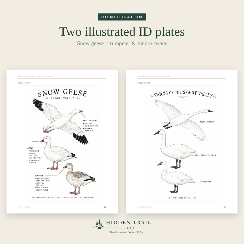 Winter Flight: A Field Guide to the Snow Geese & Swans of the Skagit Valley