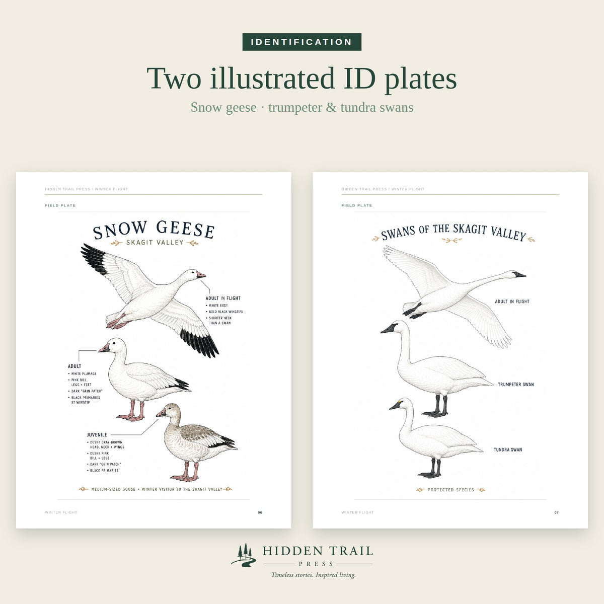 Winter Flight: A Field Guide to the Snow Geese & Swans of the Skagit Valley